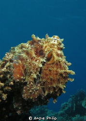 camouflaged as a coral - octopus on the reef by Andre Philip 